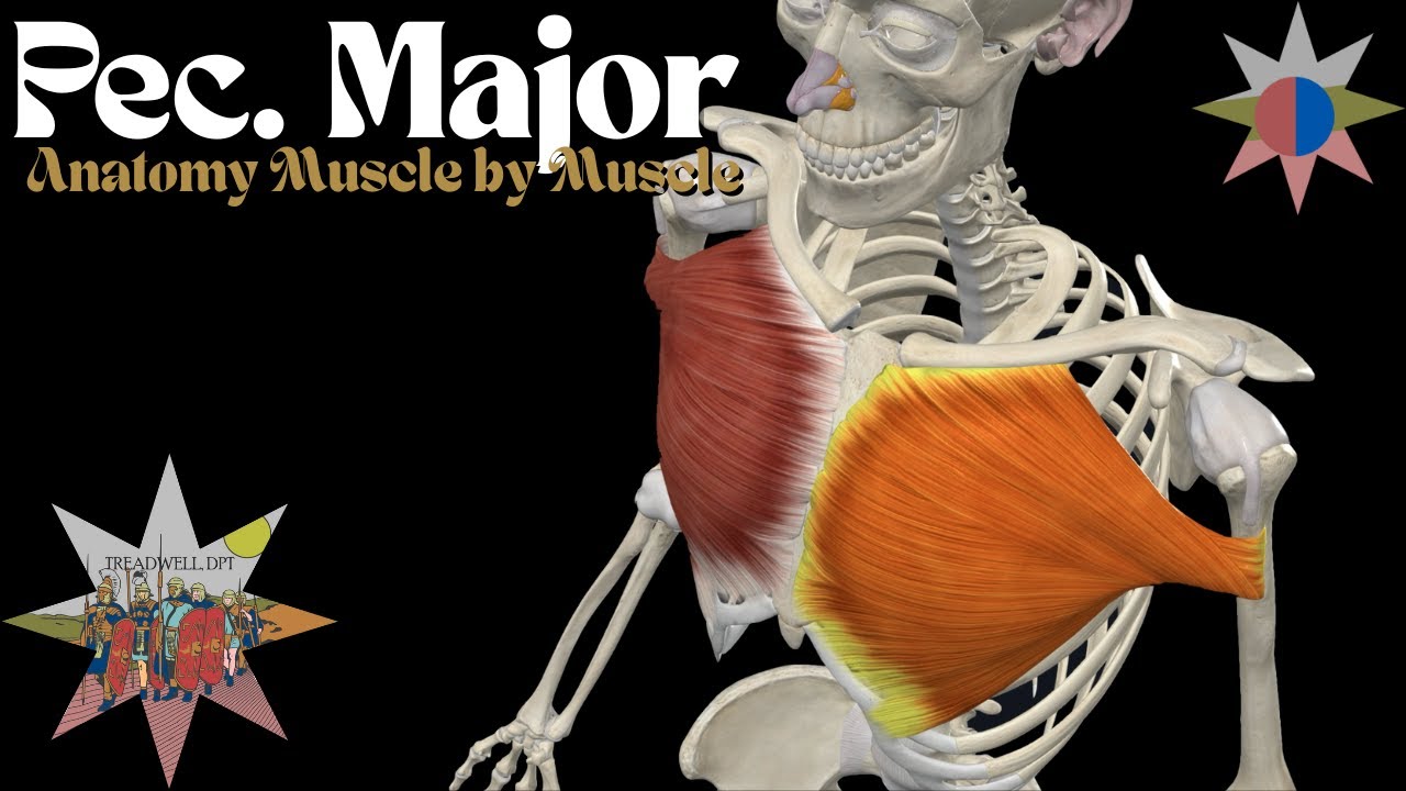 Pectoralis Major Muscle Explained | Function, Exercises & Clinical Tips