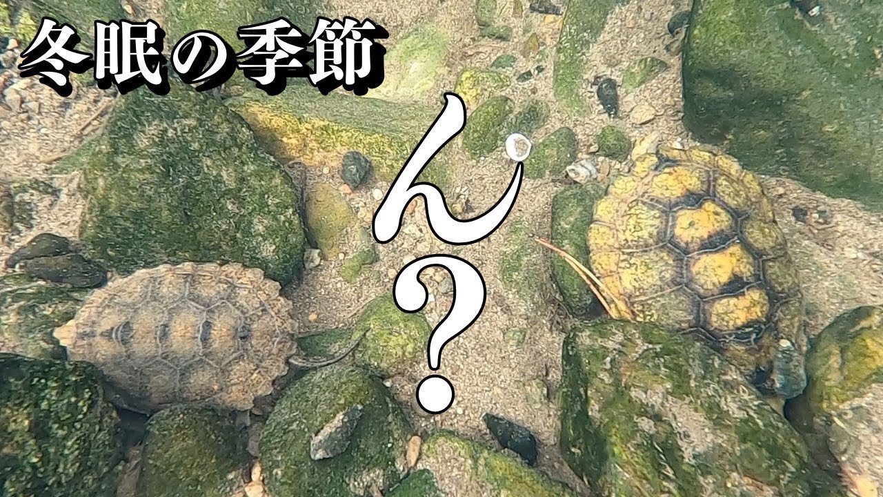 【ガサガサ】この川、異常！？イシガメさん冬眠のはじまり