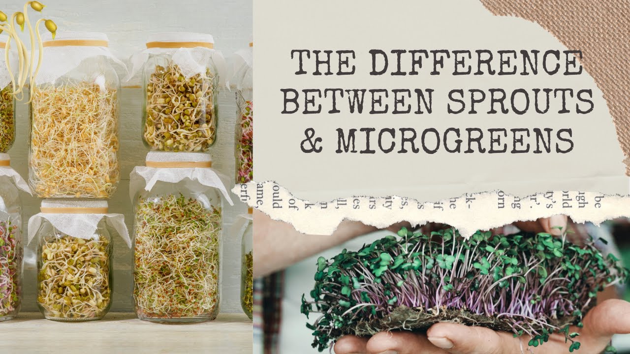 The Difference between Sprouts & Microgreens