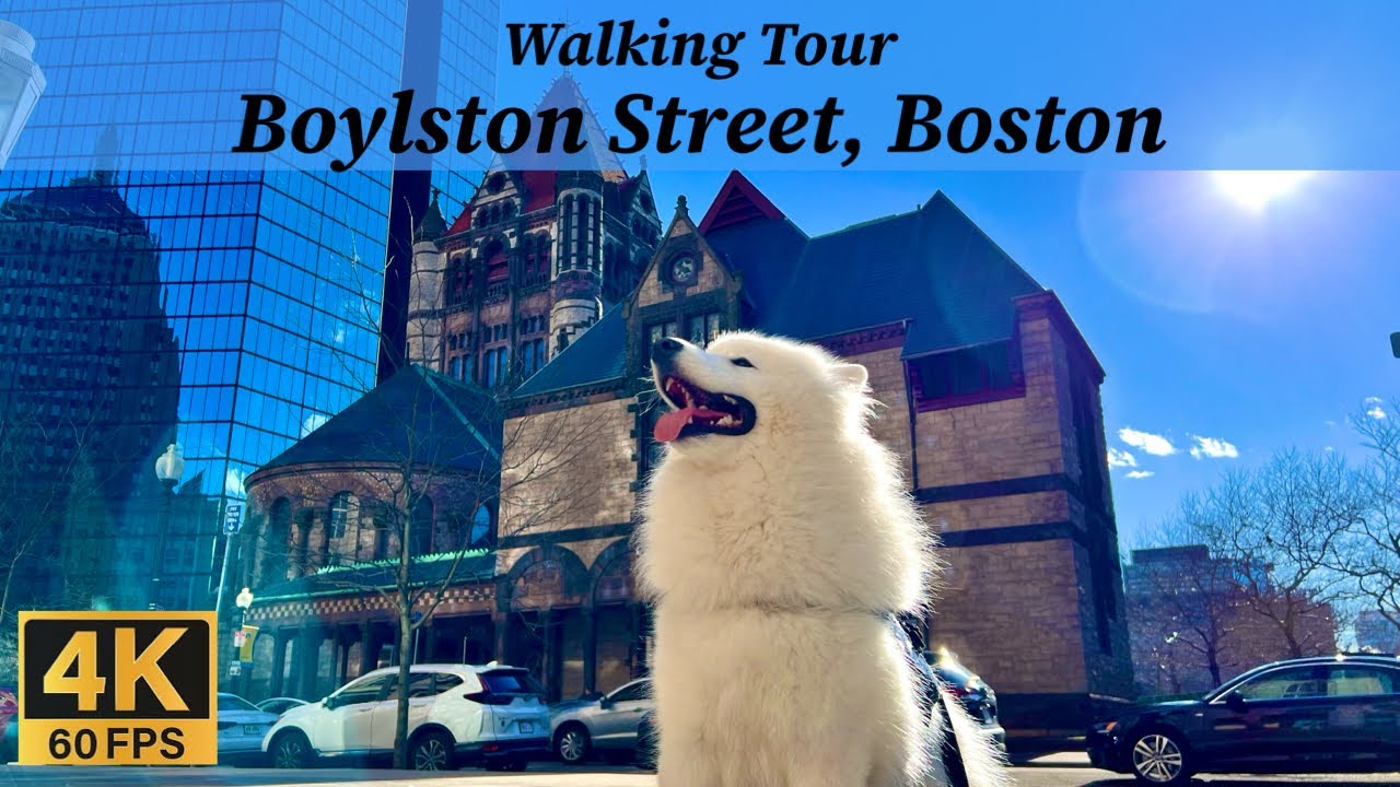 Simba the Samoyed Explores Boylston Street, Boston!