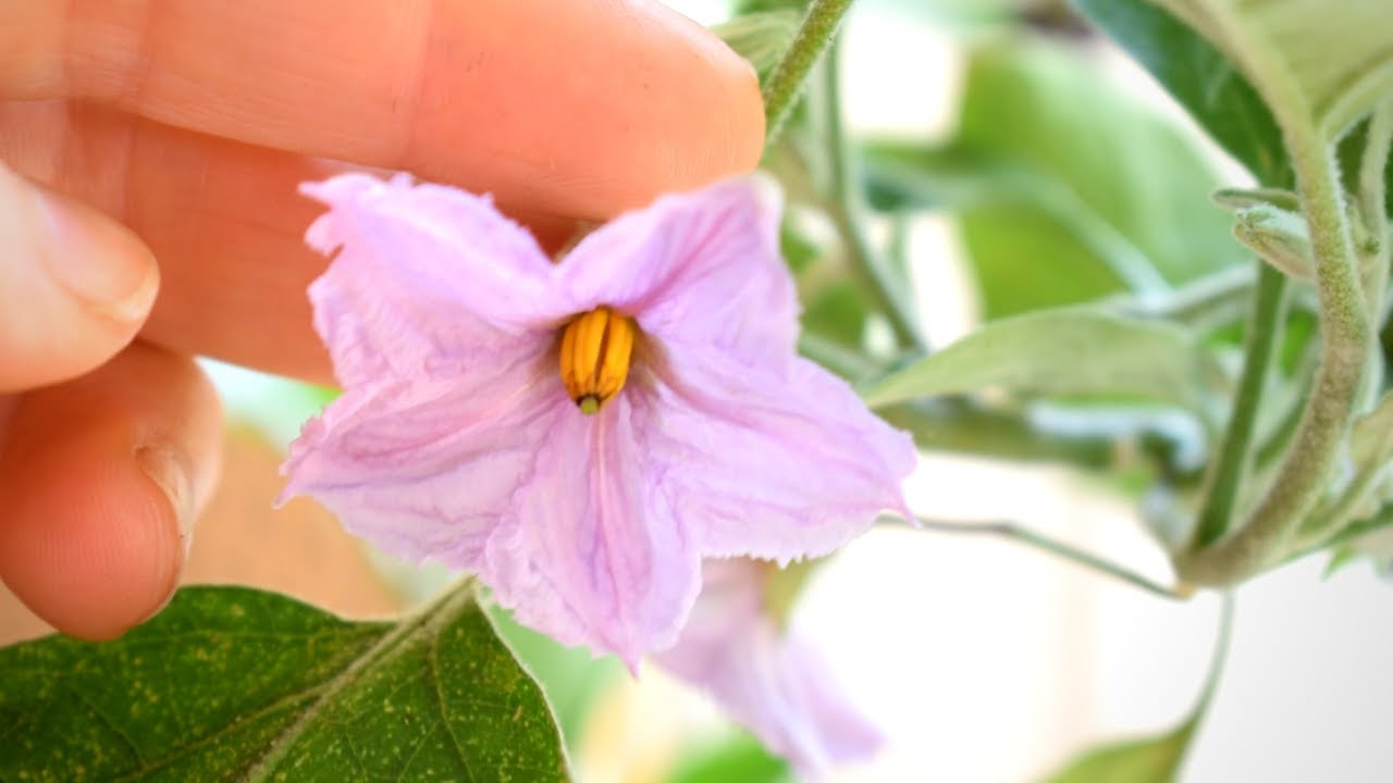 Как вручную опылить цветы баклажана за 3 секунды 🌿 Сад на балконе