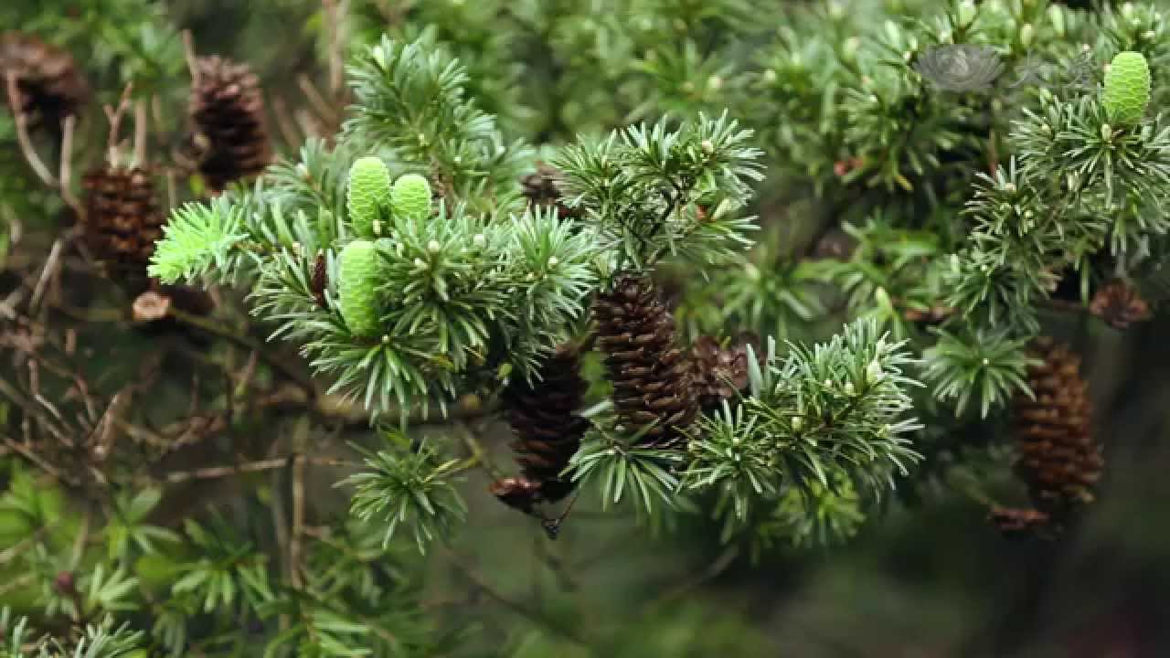 【發現】20140621 - 冰河孑遺求生錄 - 臺灣油杉的續命之道