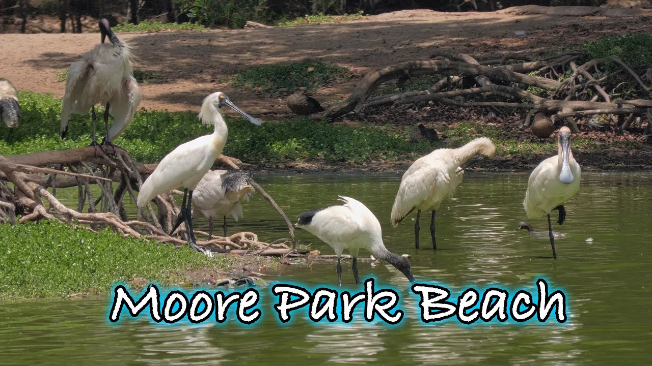 Moore Park Beach 2025