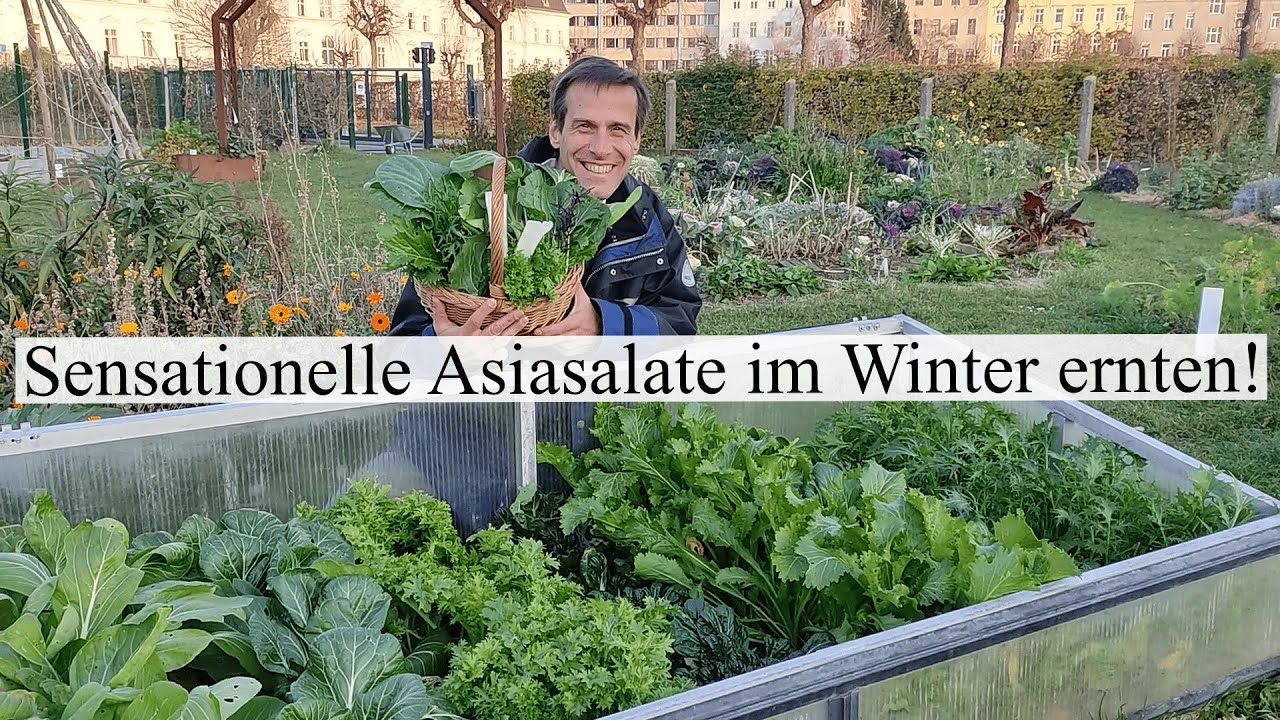 Die bunte Welt der Asiasalate 🤩 Pak Choi, Wasabi, Mizuna & Tatsoi richtig anbauen & im Winter ernten