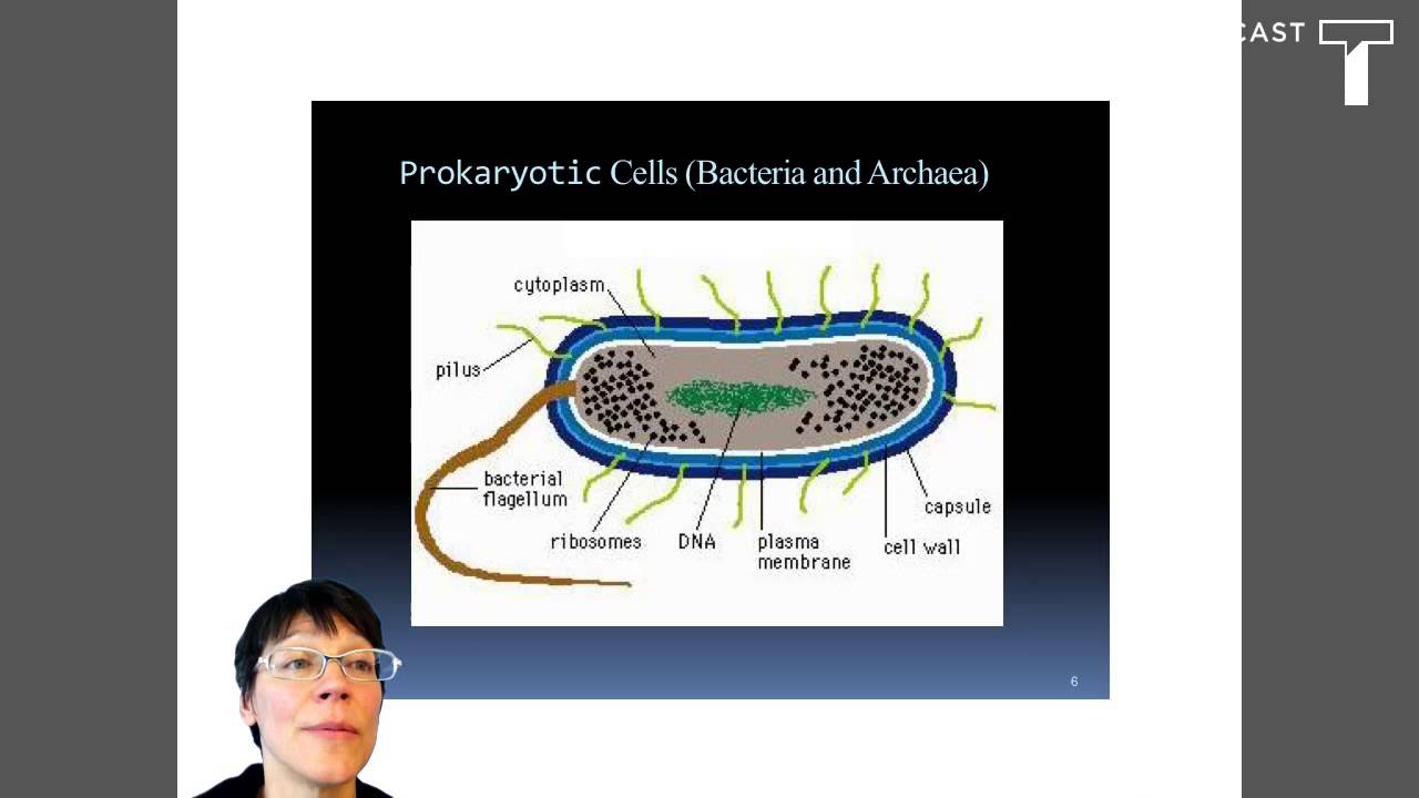 Cells and Microscopy Lab Pre Lab Introduction