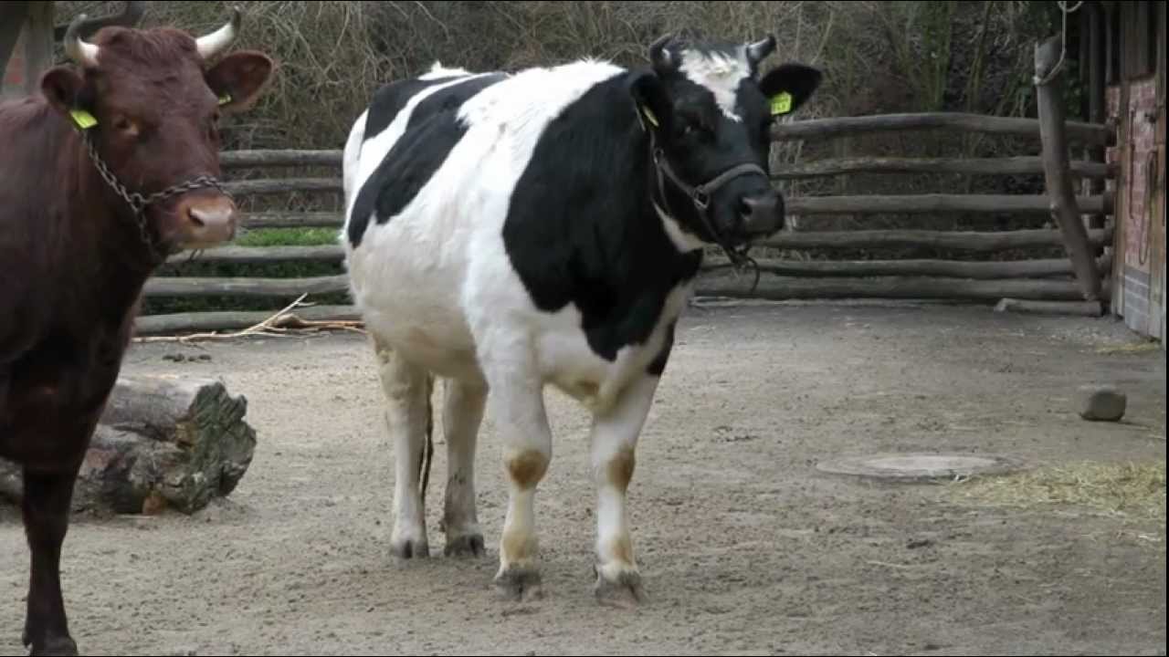 Kuh muht