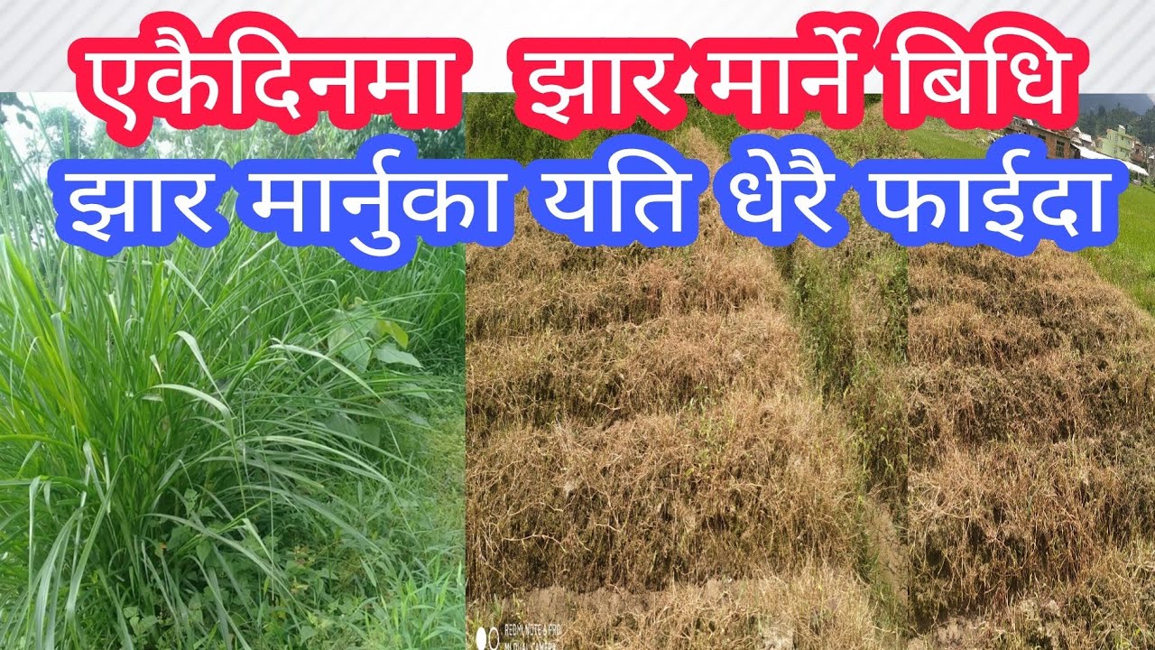 छिट्टै  र सजिलै झार मार्ने विधि,झार मार्नुका फाईदै फाईदा #krishi #agricultural #farming #mukti nath