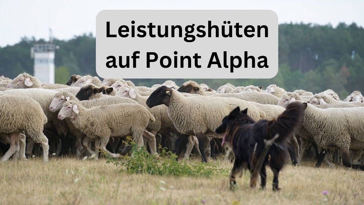 Hütehunde und Schäfer - Ein spektakuläres Schauspiel auf Point Alpha