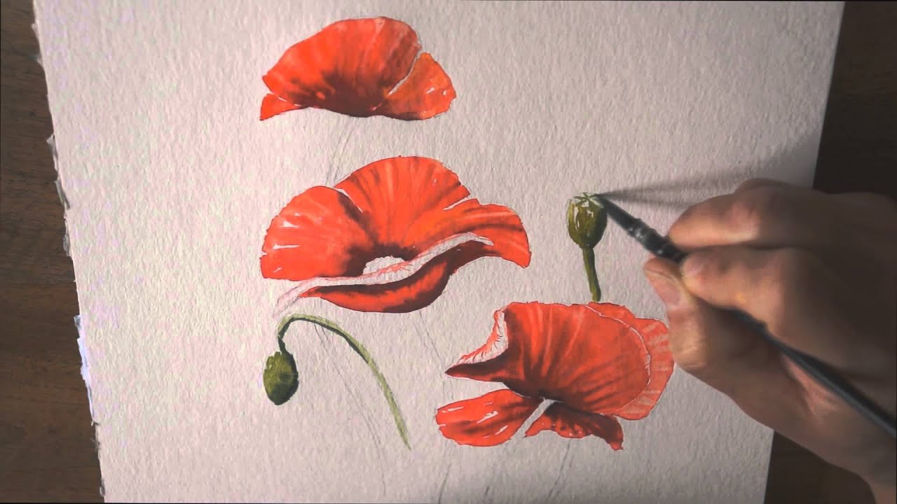 Démo aquarelle :les coquelicots (watercolor tutorial)