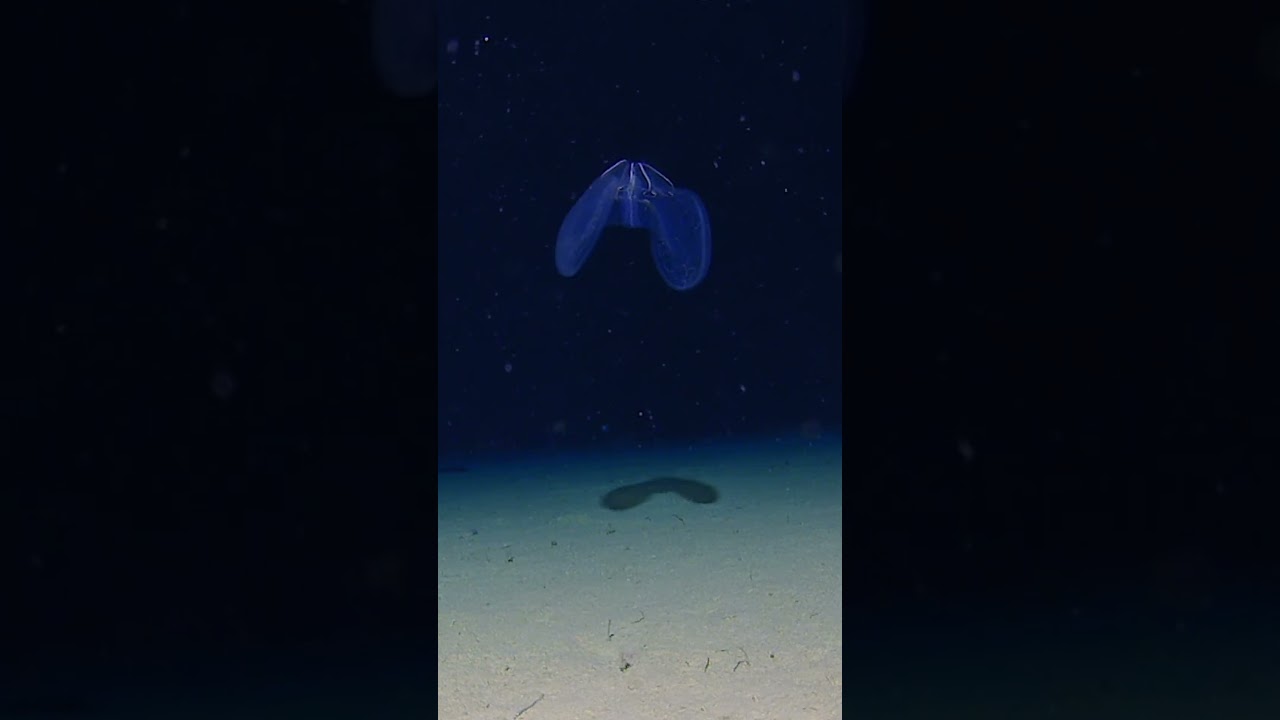 Ctenophores of the deep
