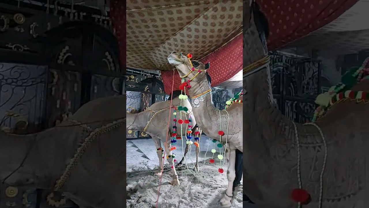 Heavy Weight Camel | Heavy Bull | Heavy Farm Cow #cow #bakra #camel