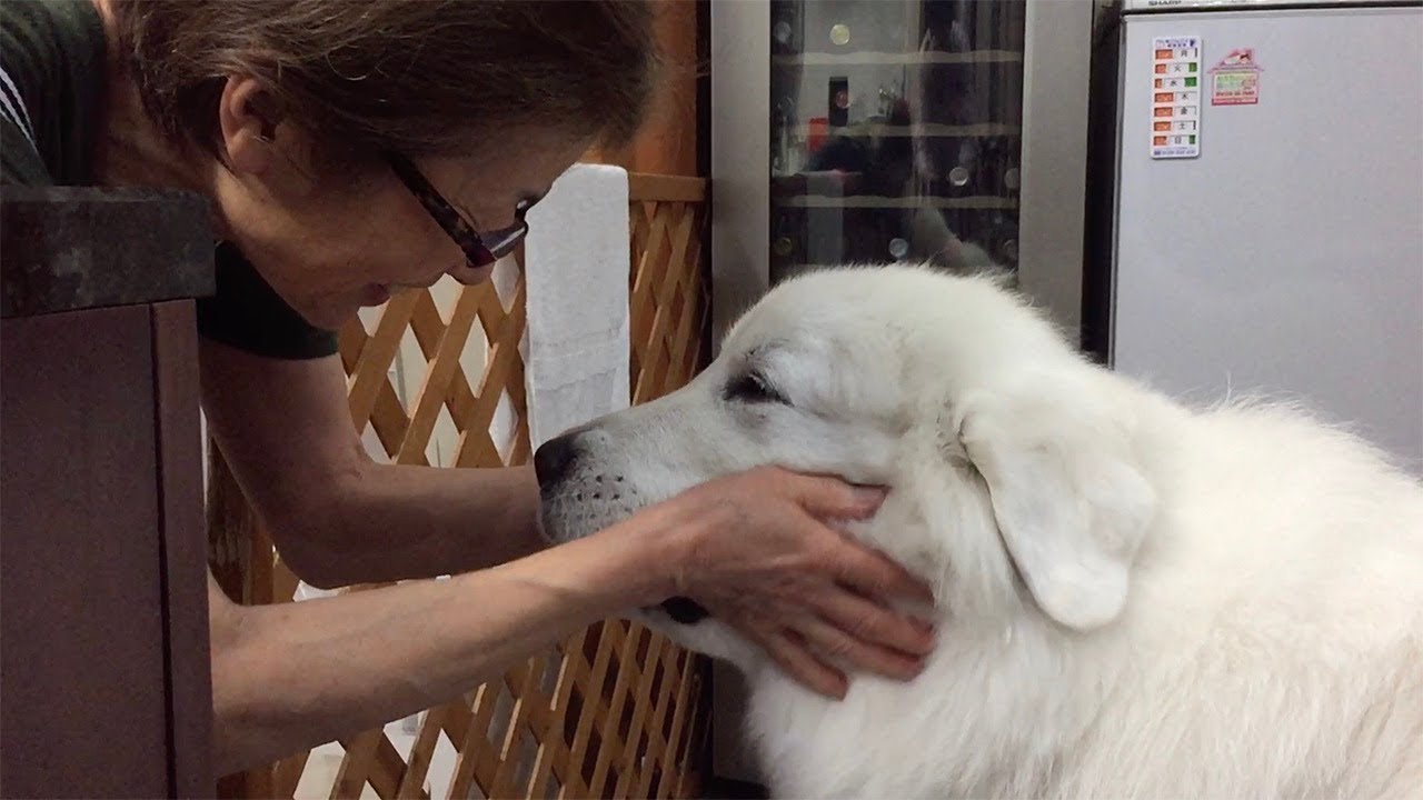 【耐久戦】おやつをめぐる戦い　ルンルン vs お母さん　Great Pyrenees　グレートピレニーズ