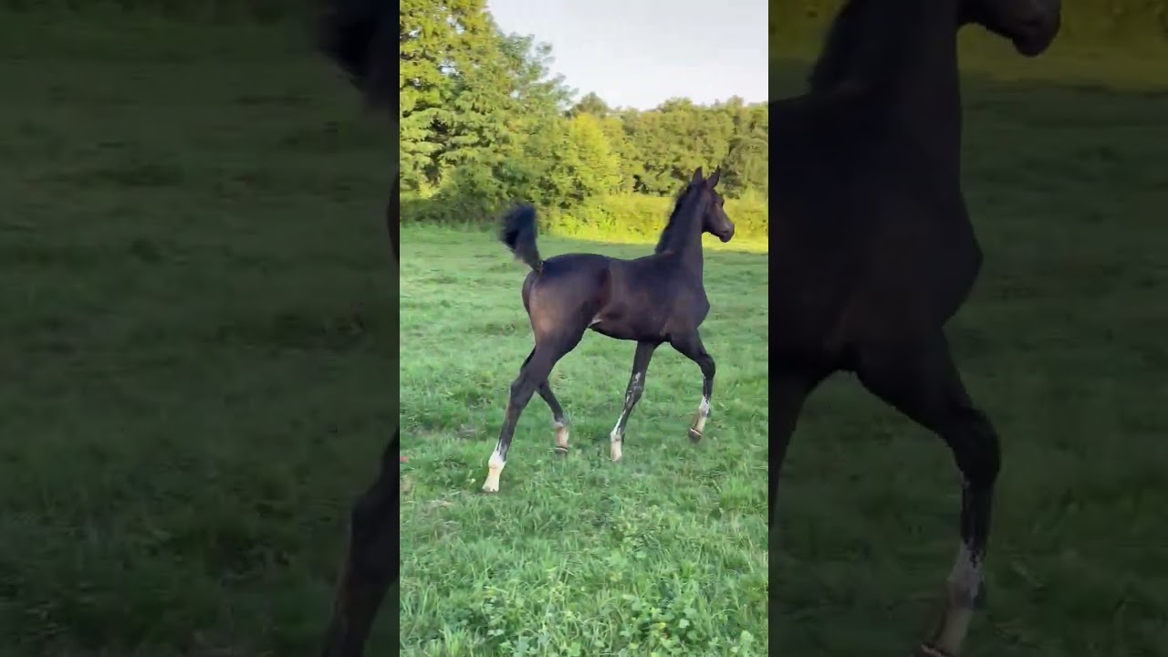 Cheval &agrave; vendre - Tr&egrave;s beau poulain  SF origines dressage - Vid&eacute;o 3 - equirodi.com