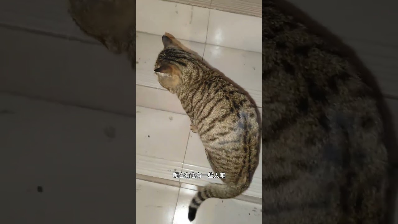 A Heartwarming Journey: My Cat's Last Walk Home Before I Left