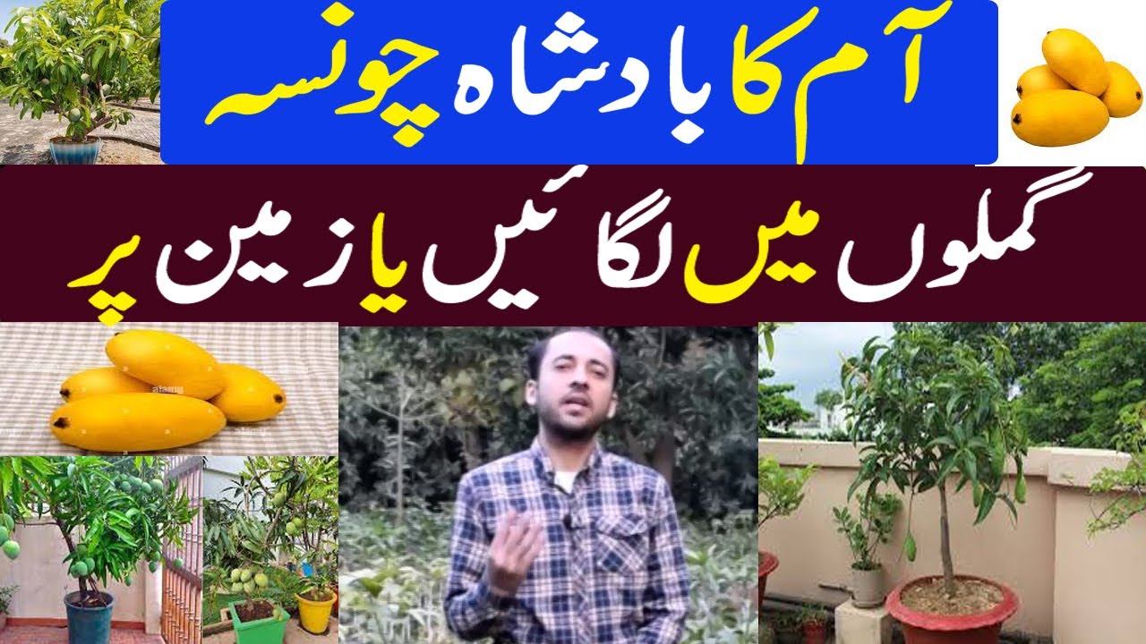 Chunsa mango plant grow in pot | Mango farming in Pakistan | Kissan Pakistan
