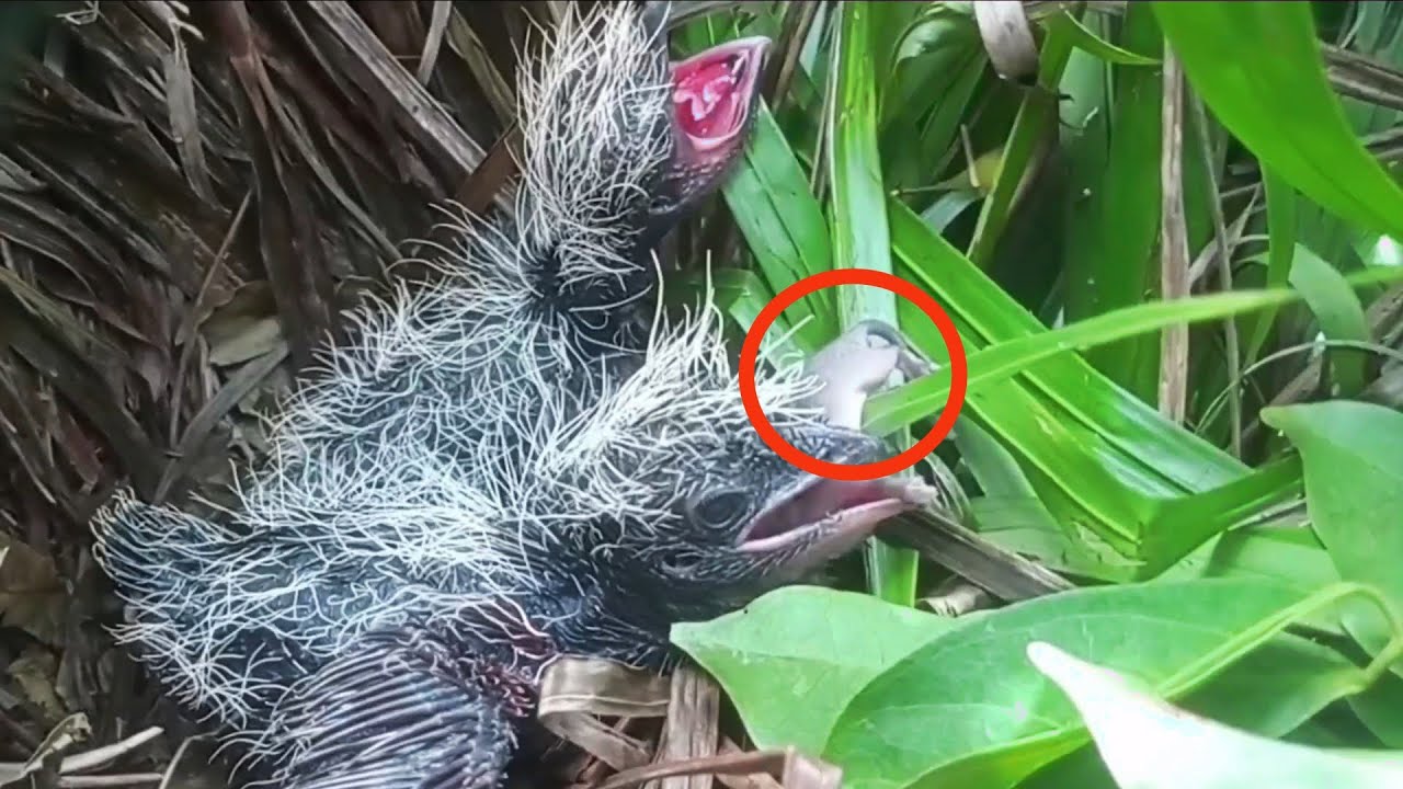 Trying to swallow a large prey whole