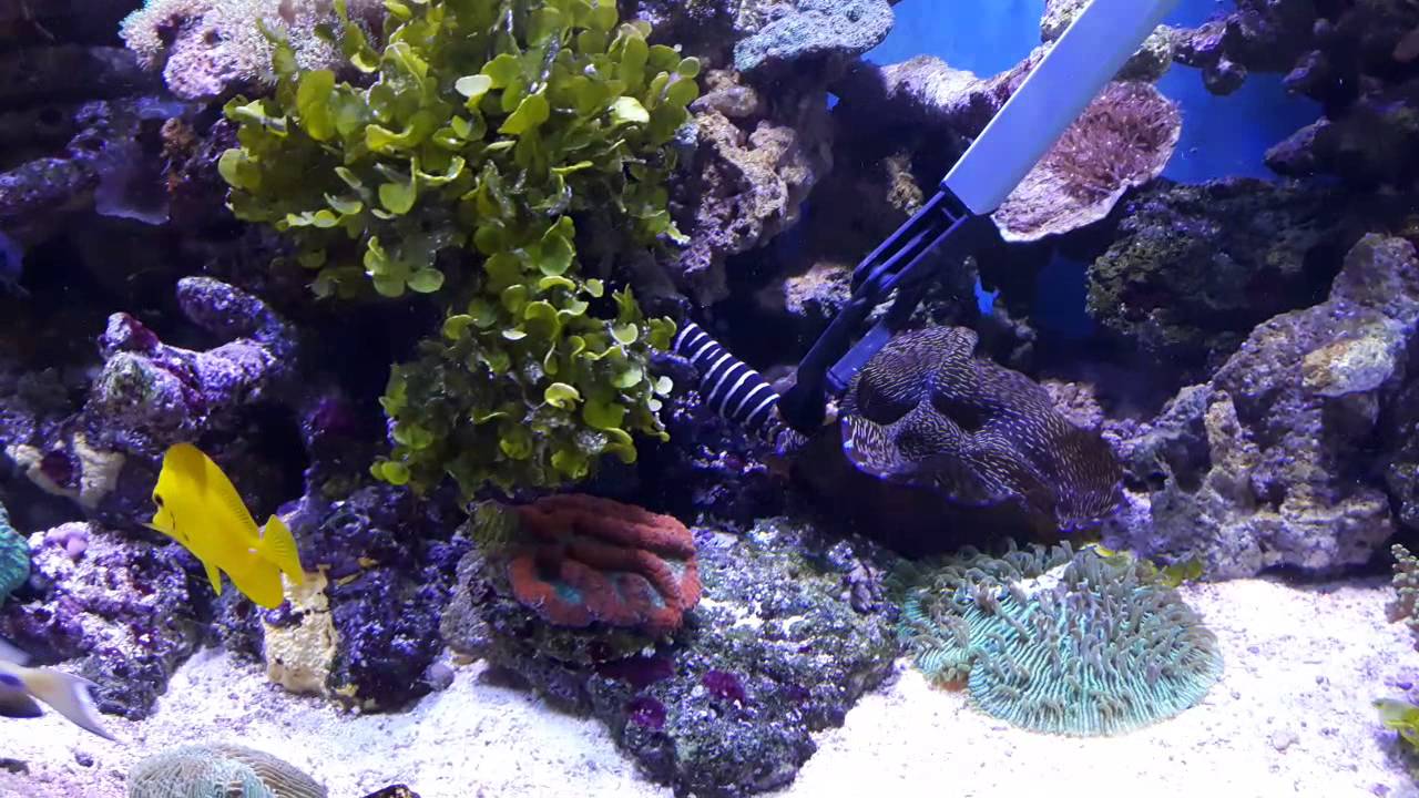 Maidenhead Aquatics Havant marine aquarium
