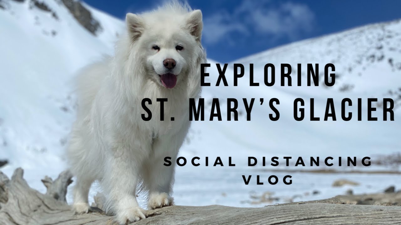 Samoyeds Explore St. Mary's Glacier | Social Distancing Hiking Vlog with Puppies!