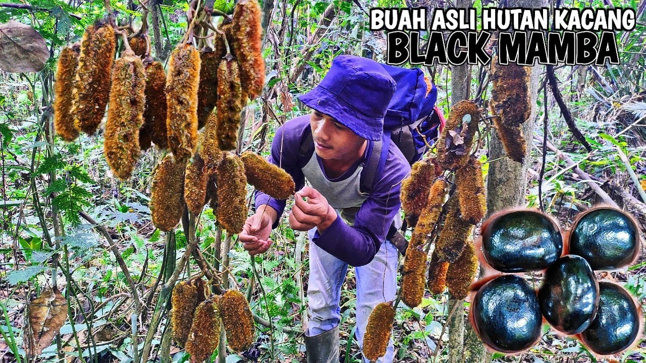 Berpetulang ke hutan mencari buah-buahan ke hutan, dan memasak sayuran liar | Kang Kumang
