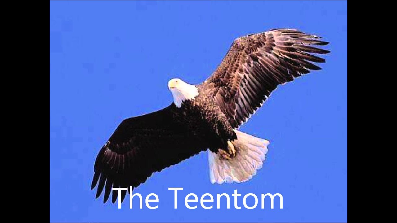 Tom Astor ----Young Eagle (Junger Adler).wmv Auf besondern Wunsch .....