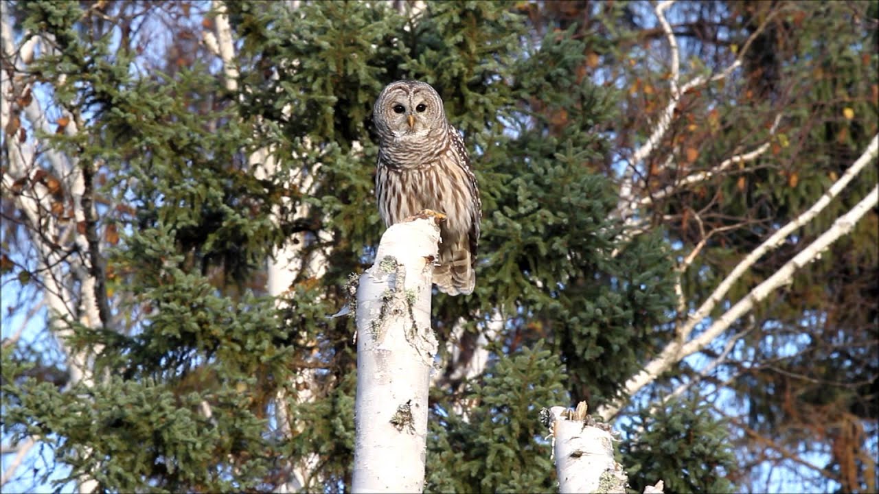 Barred Owl pair calling