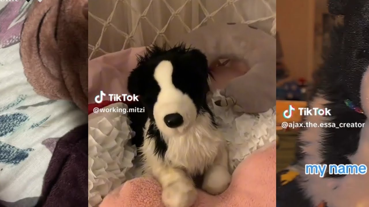 Border collie only essa / cs tt comp|Its Short Srry!|Requested Idea