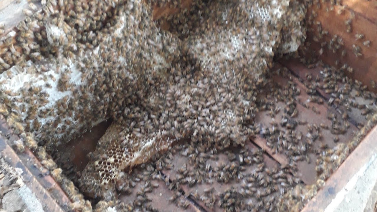 મધમાખી પાલન. મધ. Melipona.Trigona. Beekeeping