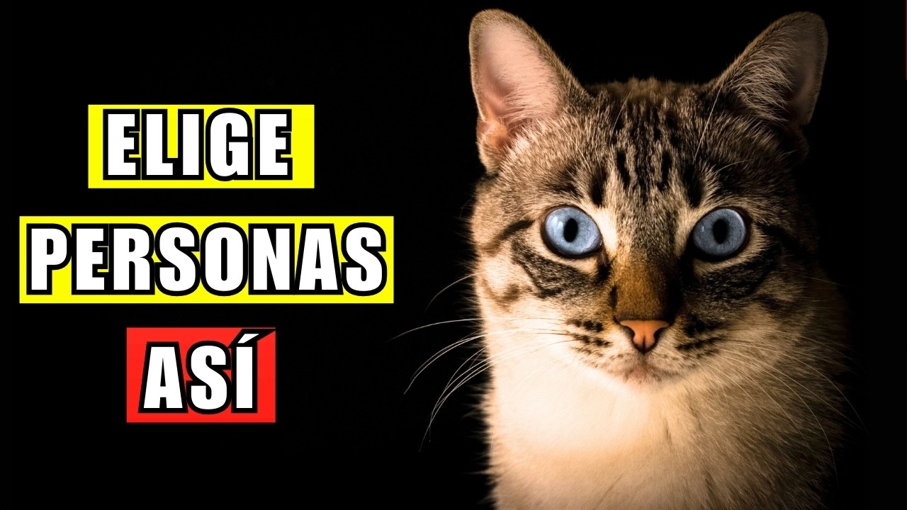 ¿Por qué tu gato te elige a TI y no a los demás? 10 razones
