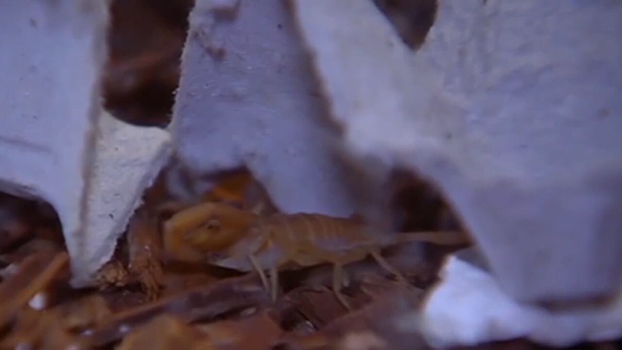Warm temperatures in Las Vegas Valley could invite insects to hatch early
