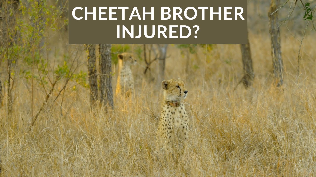 INJURED CHEETAH! WILL HE SURVIVE? | TRACKING CHEETAHS IN AFRICA