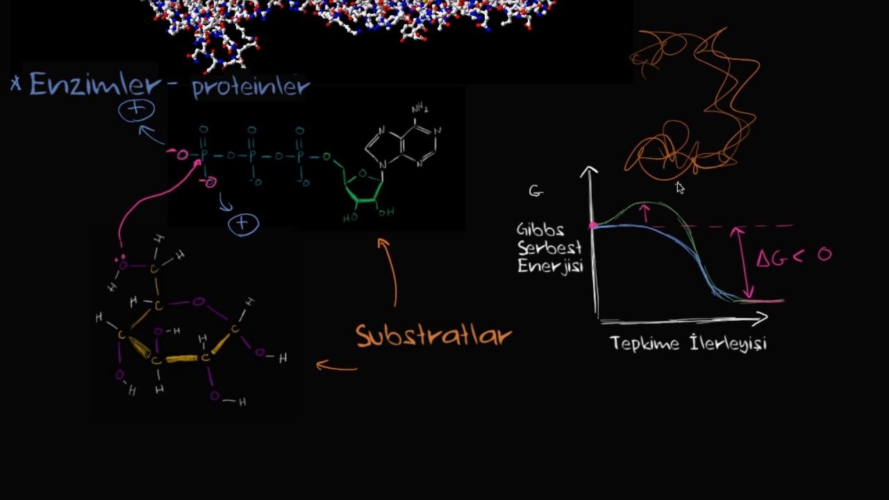 Enzimler (Biyoloji / Enerji ve Enzimler)