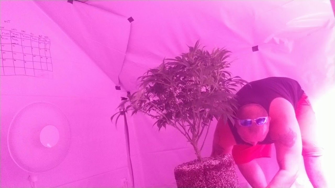 Marshydro how to transplant a root bound cannabis plant