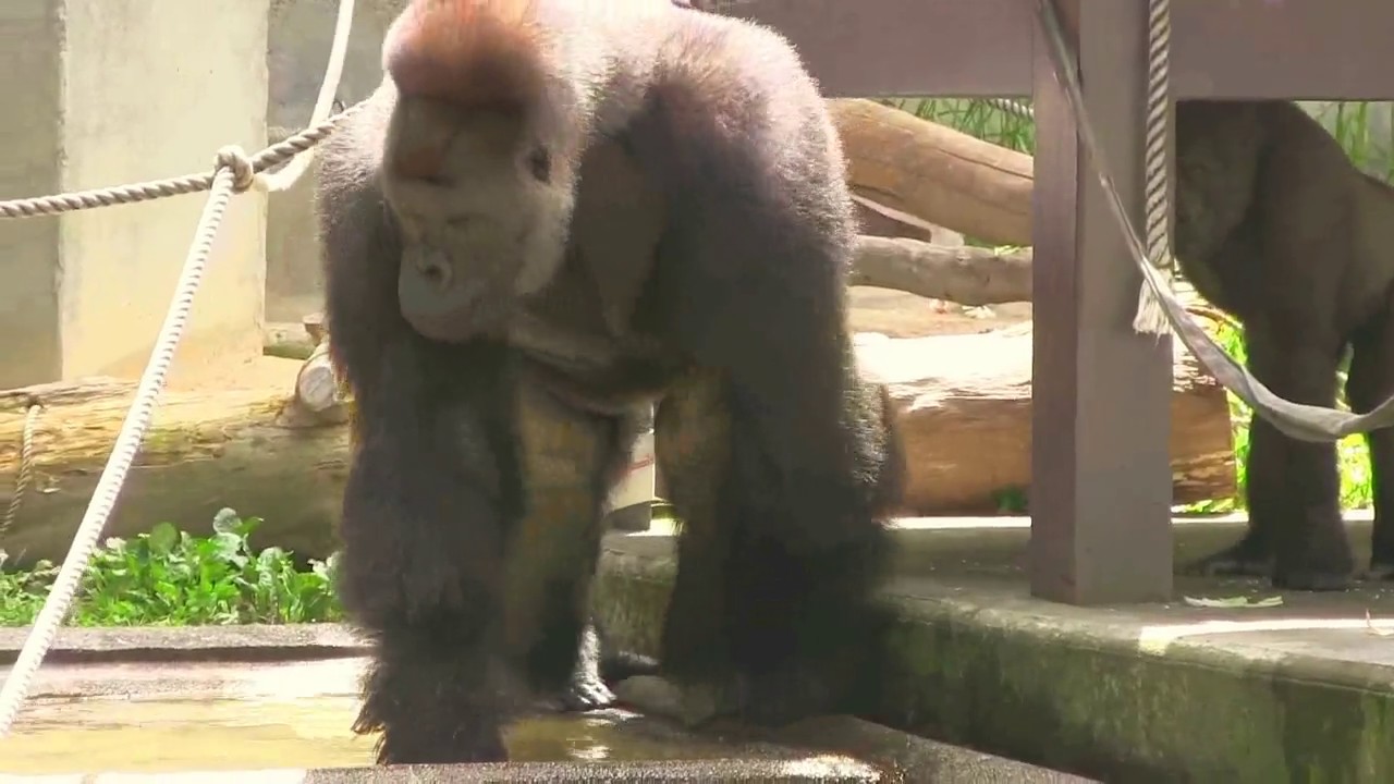 シャバーニ 侵入者に奮闘 Struggle with intruders in  pool.