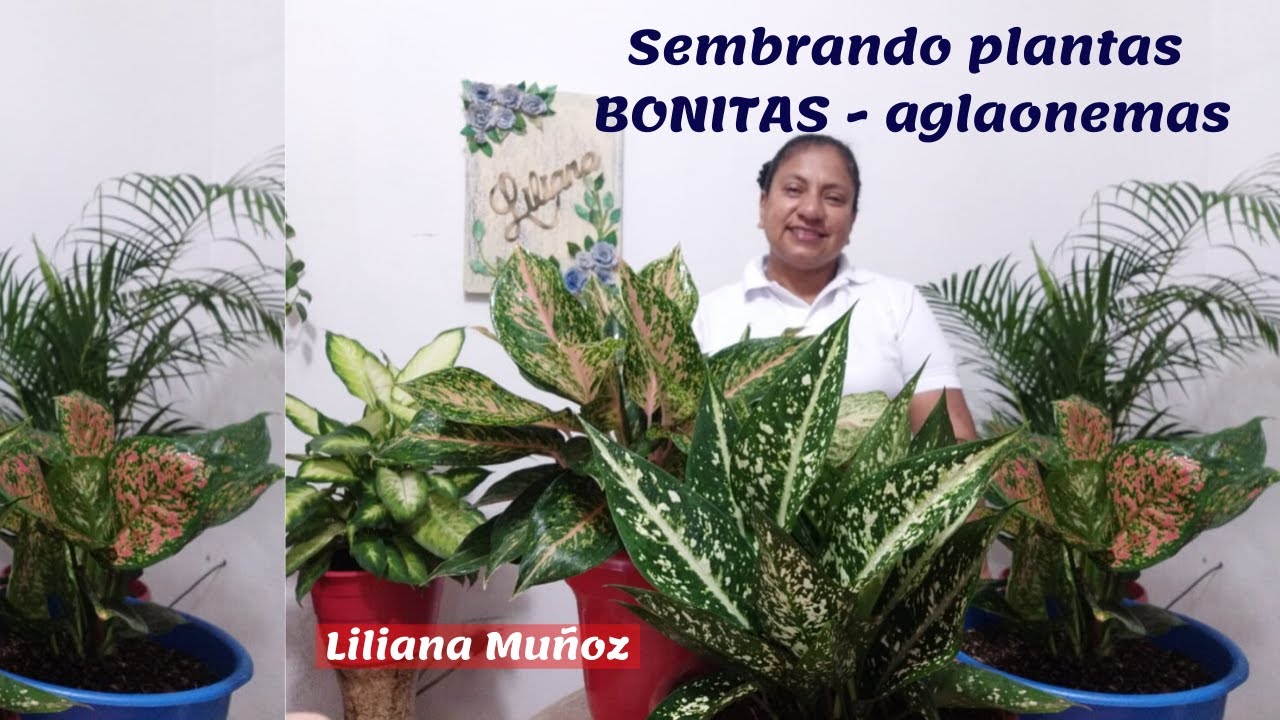 SEMBRANDO PLANTAS BONITAS / Liliana Muñoz