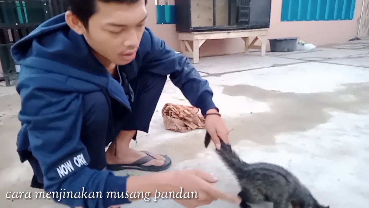 Tutorial cara menjinakkan musang pandan.