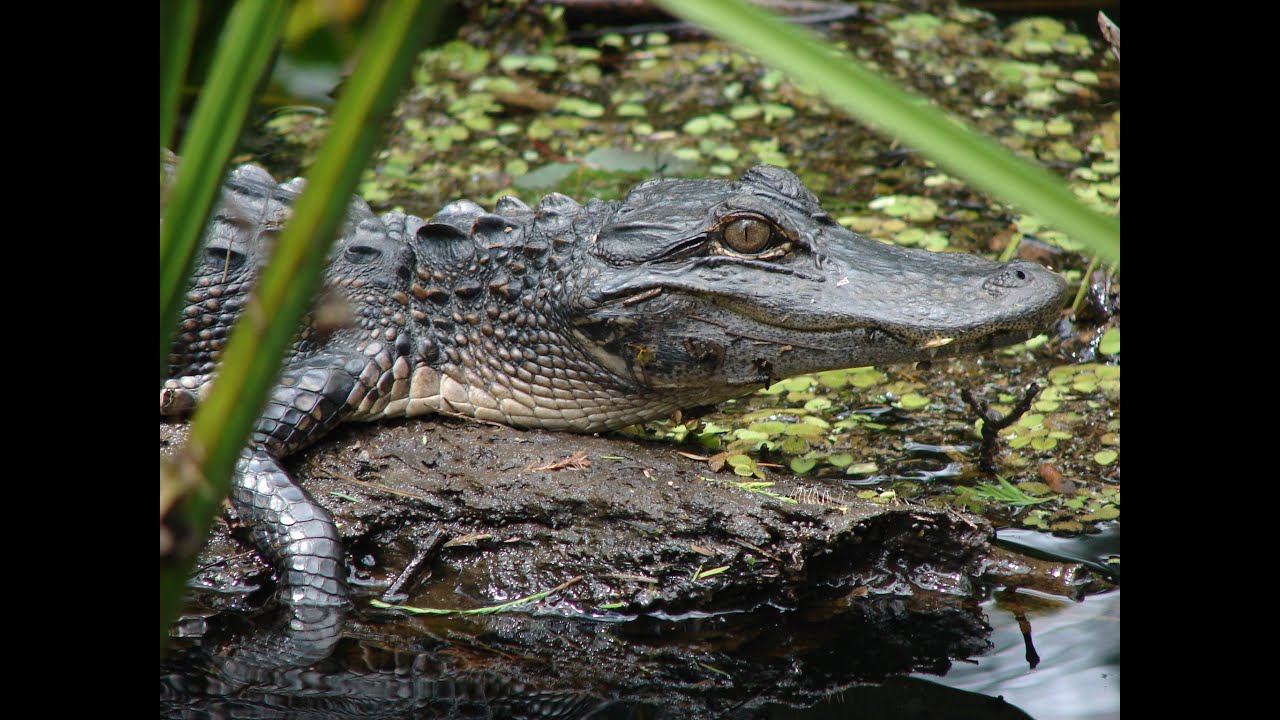 The Floridan aquifer and the"Green Swamp"