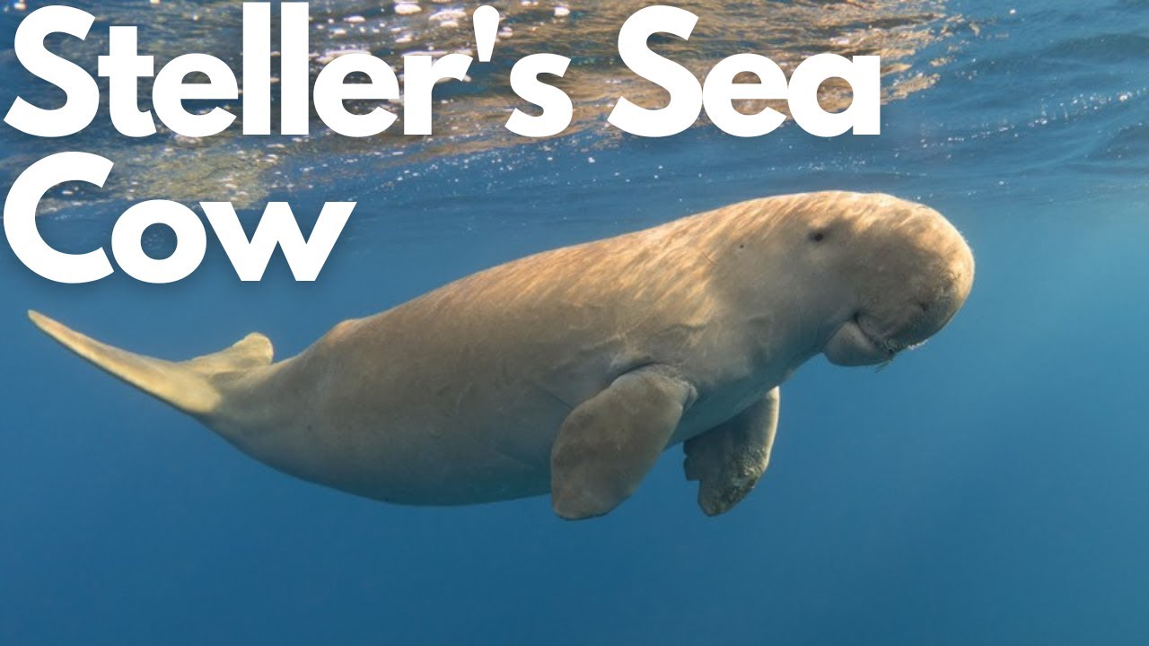 The Lost Giant: Steller's Sea Cow