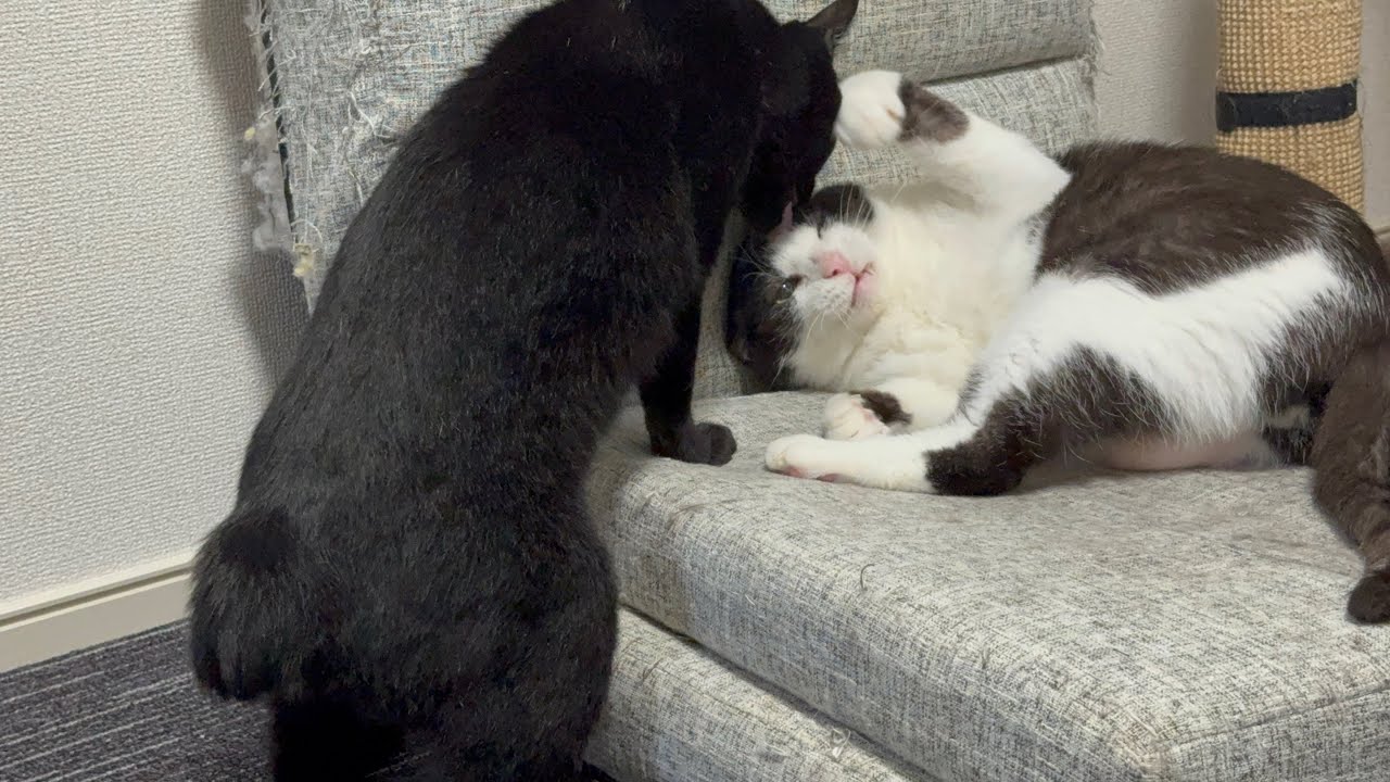 にいちゃんだいすき！