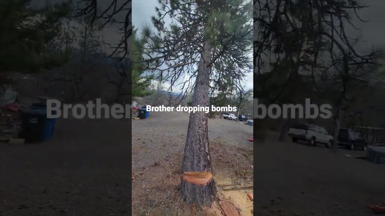 #droppinbombs #bigpine
