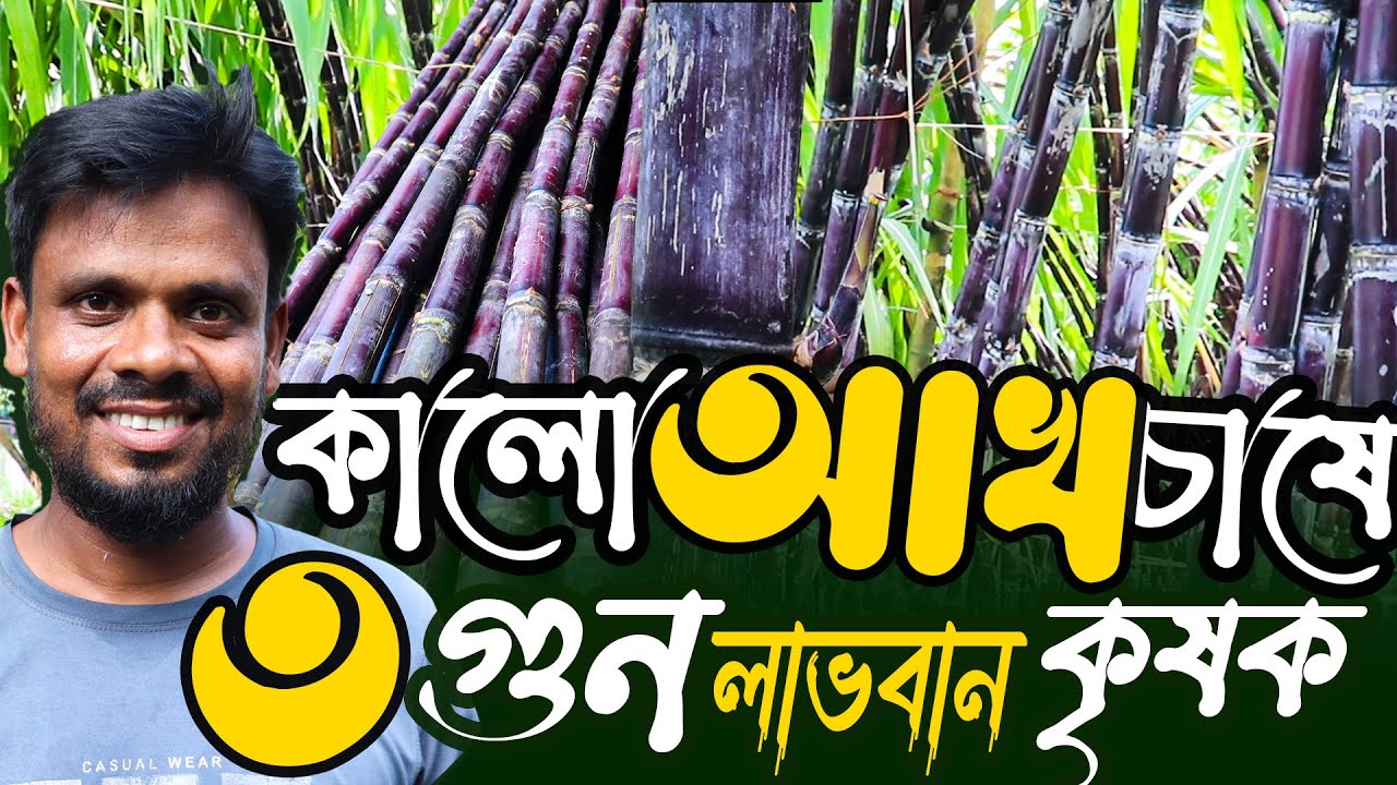 Philippines ব্লাক আখ চাষে ৩গুন লাভবান কৃষক | ফিলিপাইন ব্ল্যাক আখ চাষ পদ্ধতি | Sugarcane Farming