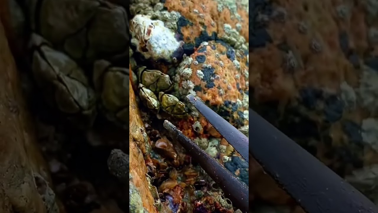 remove barnacles #barnacles #snail #beach #poucepied