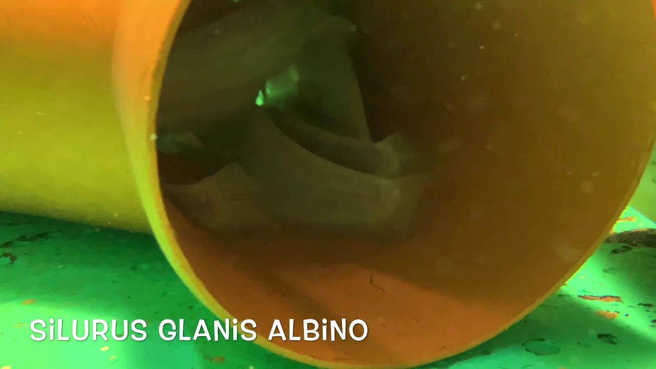 Silurus glanis albino