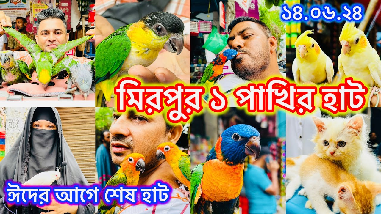 বাংলাদেশে বৃহৎ মিরপুর ১ পাখির হাট।Mirpur 1 Pakhir Hat। ঈদের আগে শেষ হাট @MurshedPets #viral