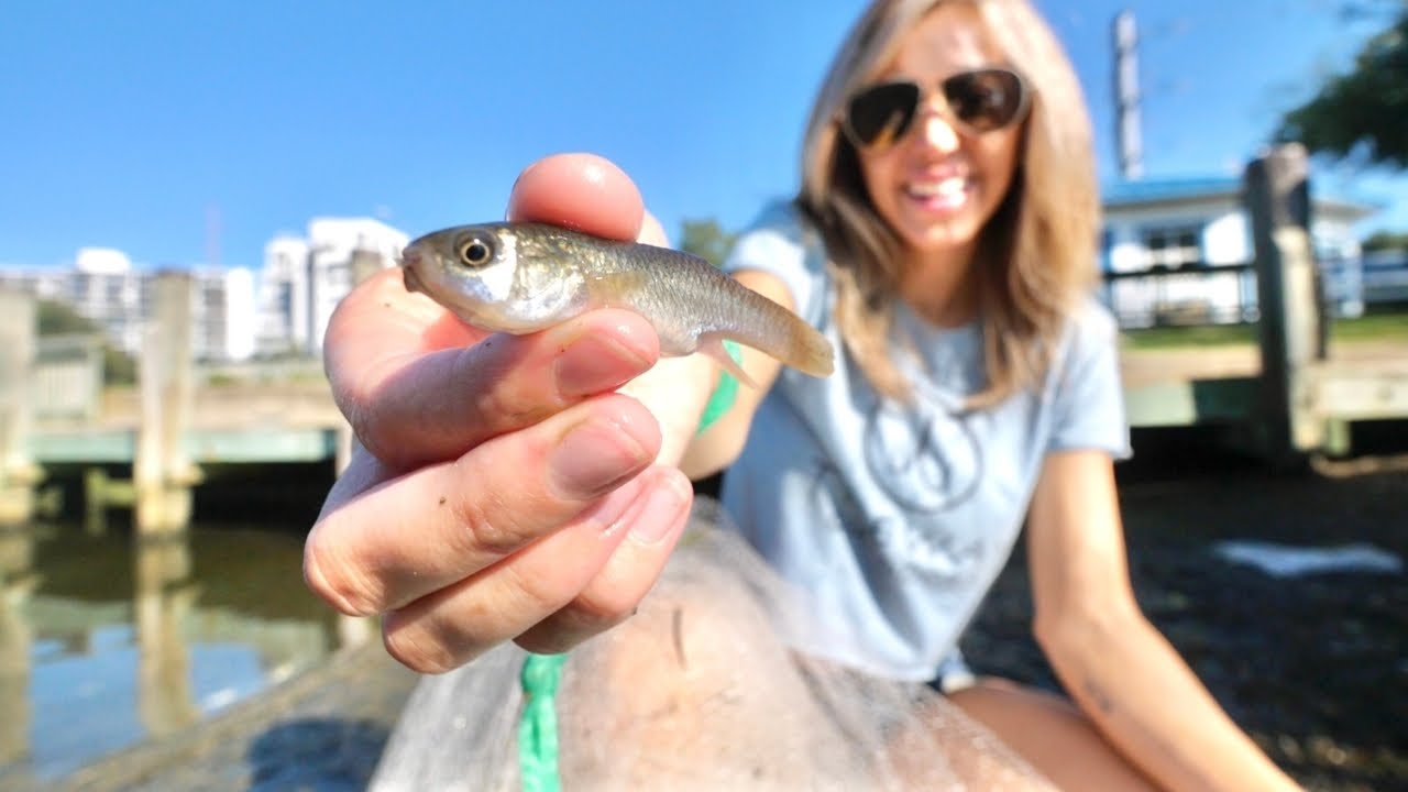 Save Money + Catch Giants With this Bait - How to Catch and Rig Mud Minnows