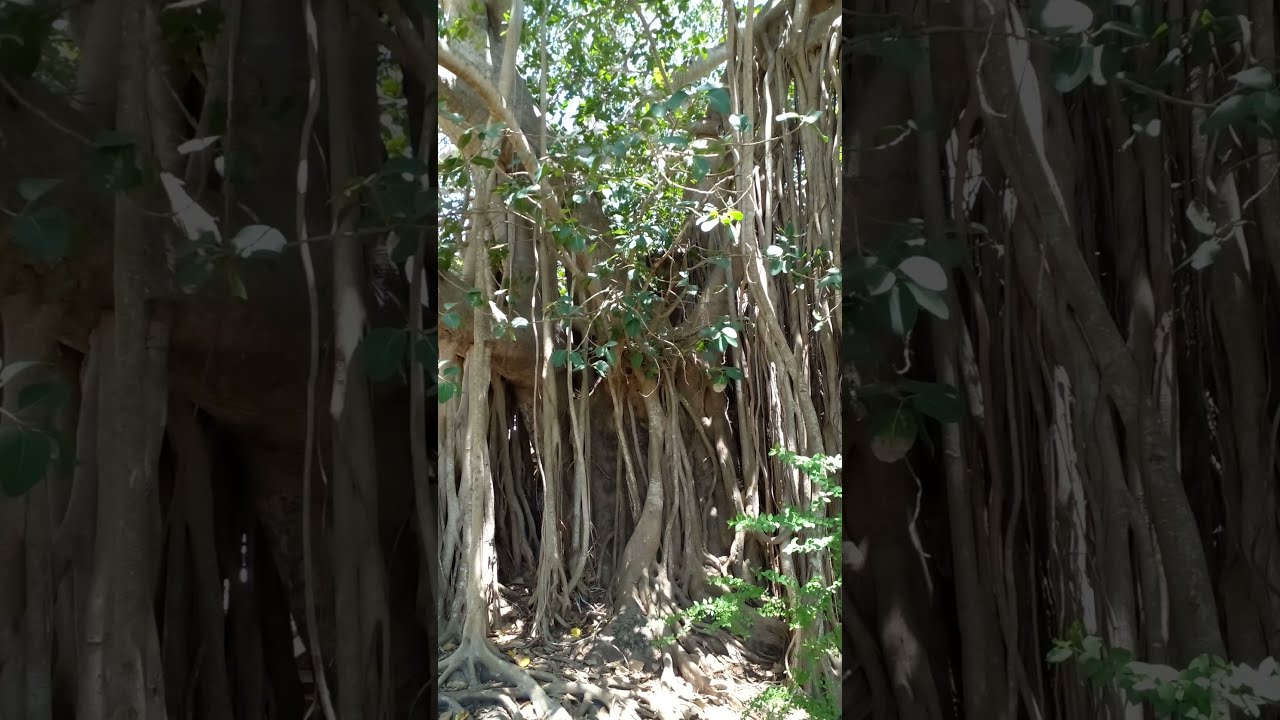 නුග ගසේ කතාව  Story of Banyan Tree