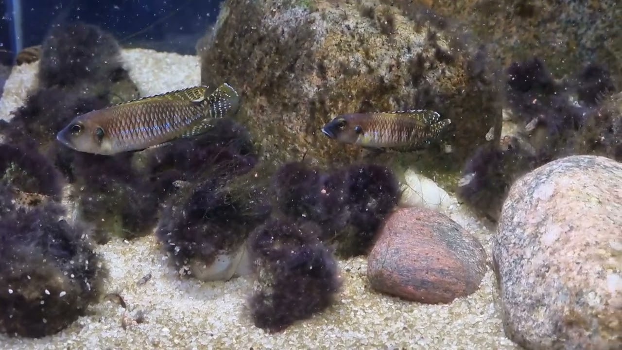 Lamprologus speciosus Kapampa WF z narybkiem
