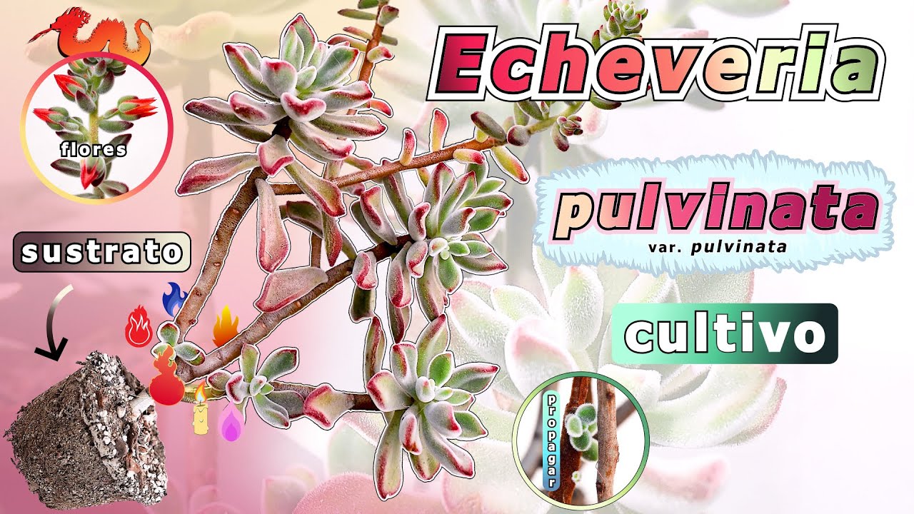Echeveria PULVINATA🔥| CULTIVO | SUSTRATO y TRASPLANTE | BIOLOGÍA | #echeveria #suculentas #plantas