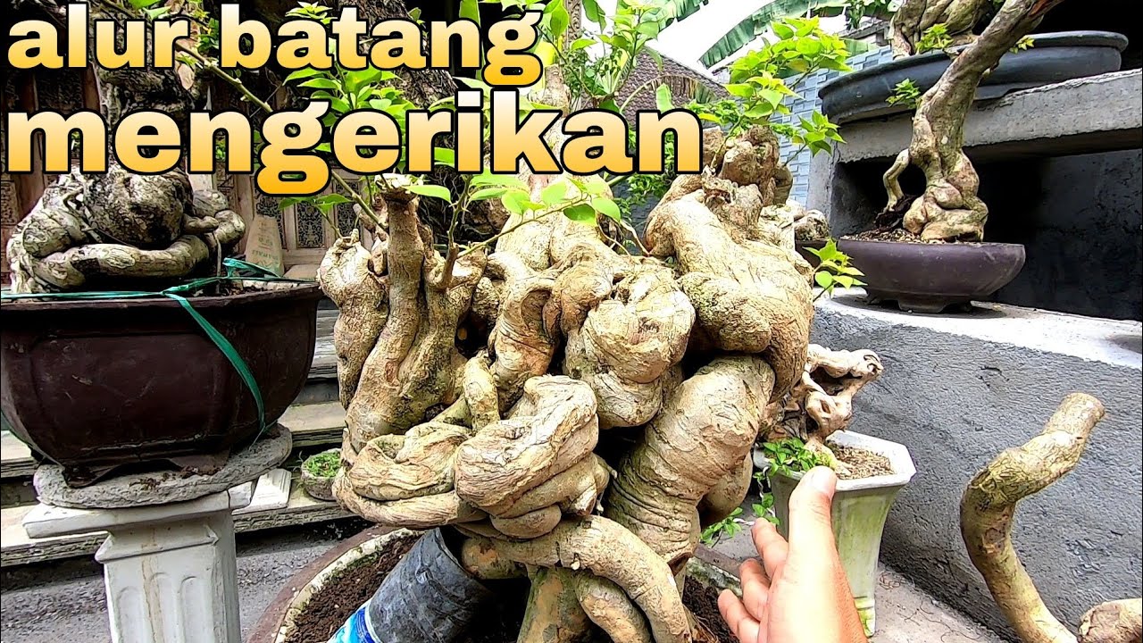 Ini Baru Kolektor Bonsai Bougenville Namanya 081338738803