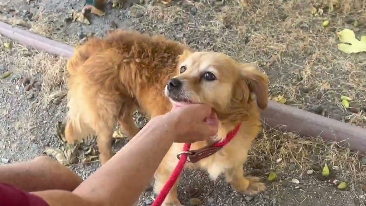Please help save Bodacious Bodie! About 5 years old