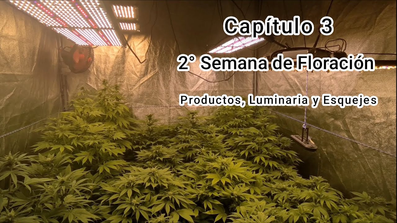 SEGUIMIENTO CULTIVO INDOOR LED 🍁 || Cap&iacute;tulo 3: 